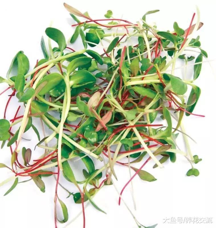 在家里随便用一个容器加一点水就能养成菜苗, 一两周就能吃