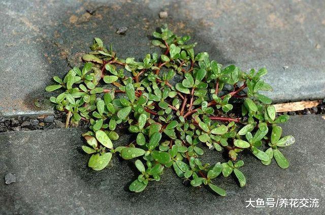 5种观赏性特别好的多肉植物, 还能成为很棒的草药植物