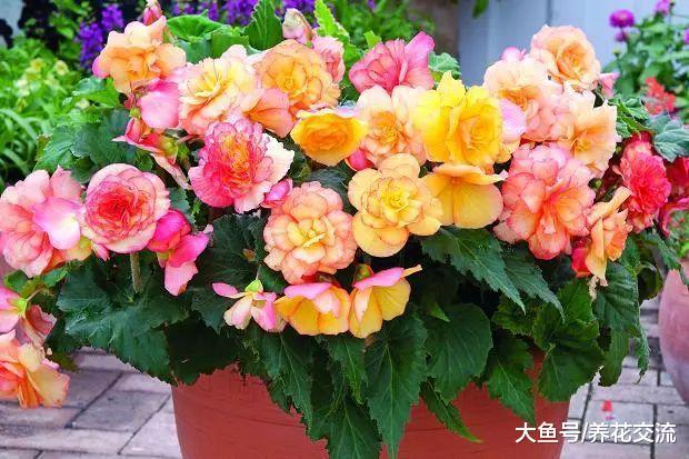 这些盆栽植物养在室内花朵也能保持盛放