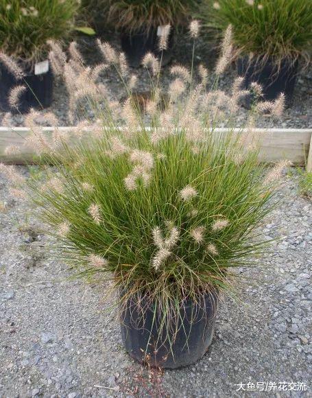 这类观赏草可以养在院子里, 作为盆栽植物就很好看