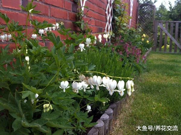 这些花在路边摘一些种子就能繁殖出来, 开花还特别灿烂
