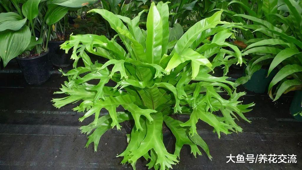 适合布置在家里阴暗处的观赏植物, 哪些会是你喜欢的品种