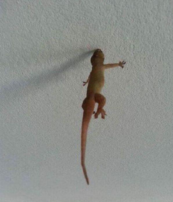 墙角的一只小壁虎引人注意, 结果走近看清楚后乐了