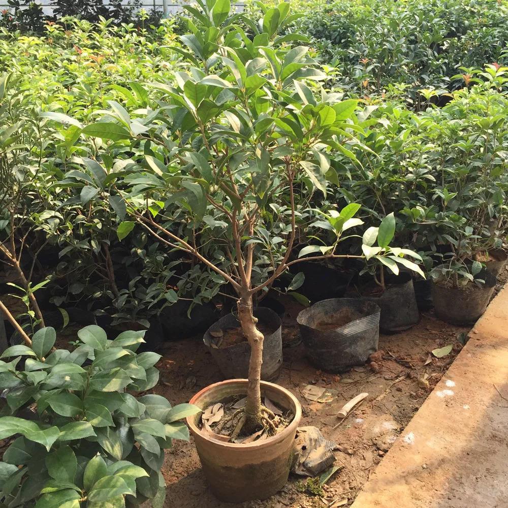 桂花这些枝赶紧掐, 1个月后开花多到爆, 香气飘10里!