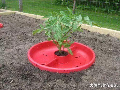盆栽养护四红柿不断结果的关键, 这7点都要注意