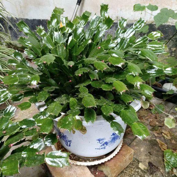 秋天一瓢“肥膘水”, 蟹爪兰呼呼长, 轻松养成小胖墩!