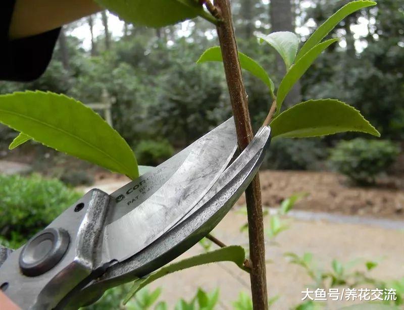 用剪下来的山茶花枝条繁殖, 在花盆里面就能长成美丽的盆栽