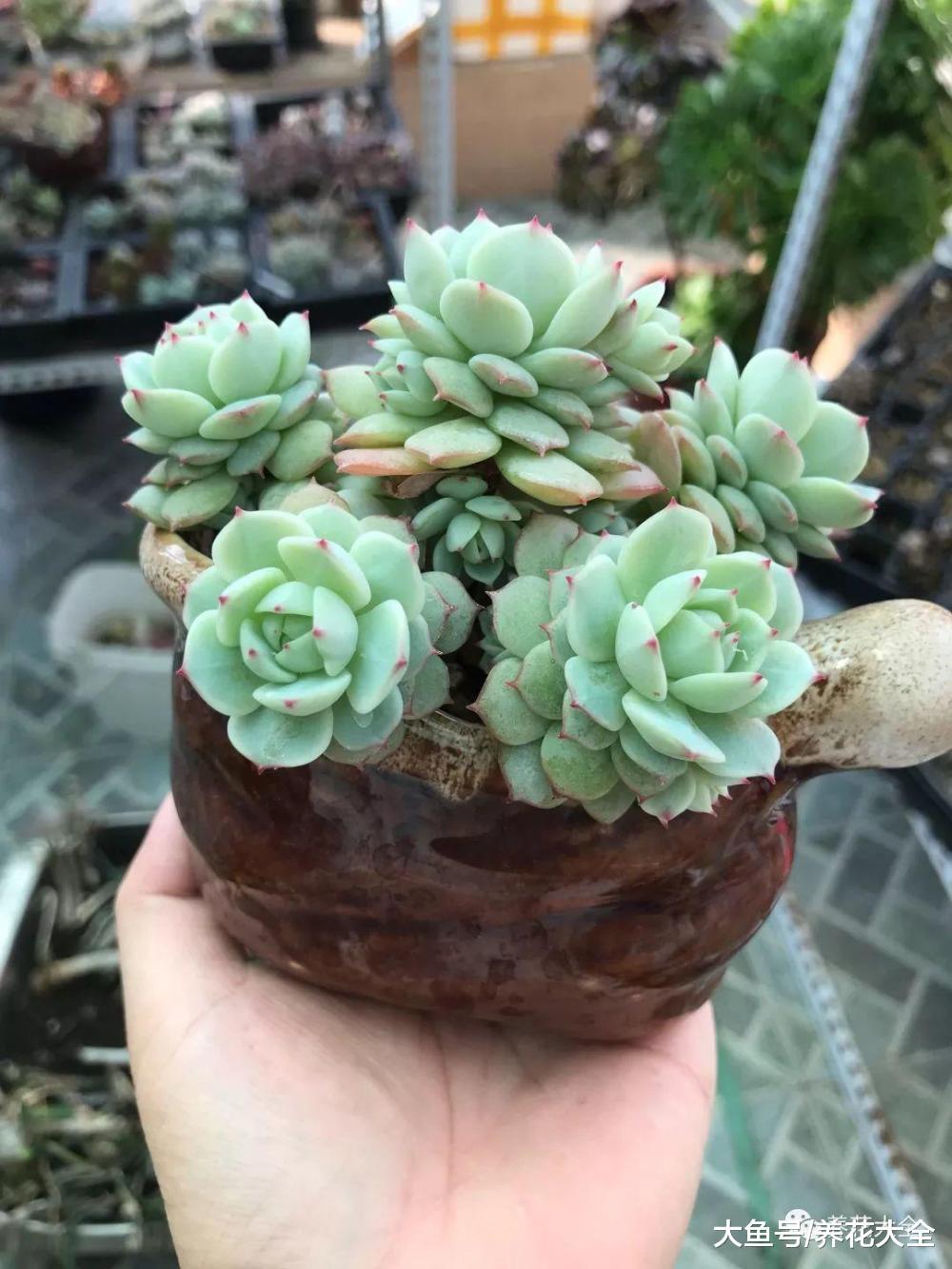 这些多肉要小心, 一个步骤做错, 就只剩下盆了! 白牡丹度夏小妙招, 学会这几点, 不烂根不掉叶!