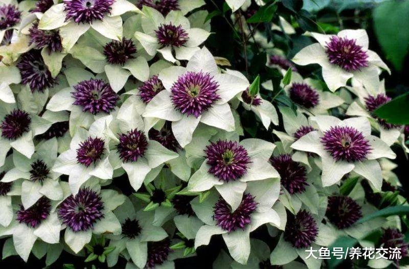 北方的朋友没有养这些耐寒花卉, 难怪秋冬季节室外就没花看了