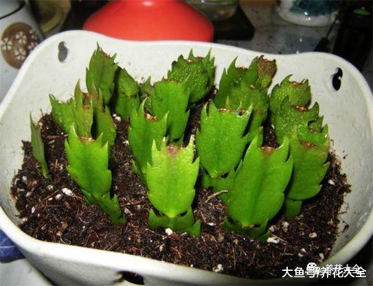 不小心碰掉了花枝子, 往盆里一插, 生根又长出一棵!