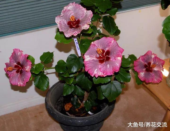 花开灿烂的11种庭院灌木植物, 种在院子里四季都可以看到花