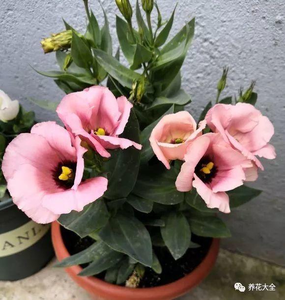 夏天就养这种花, 长得饱满像包子, 比月季还好看!