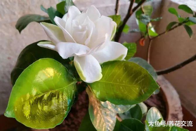 养死盆栽栀子花常见的5个错误操作, 促进常年开花的秘诀