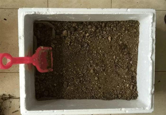 盆里埋点茶叶渣, 土立马肥得流油, 叶子能爬满楼梯!