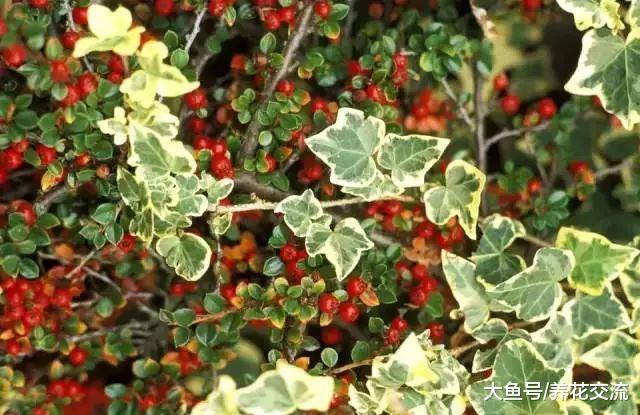 这几种灌木花卉特适合种院子, 可以保持常年翠绿
