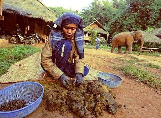 上流社会的奇葩产品象屎咖啡, 一杯比猫屎咖啡贵十几倍