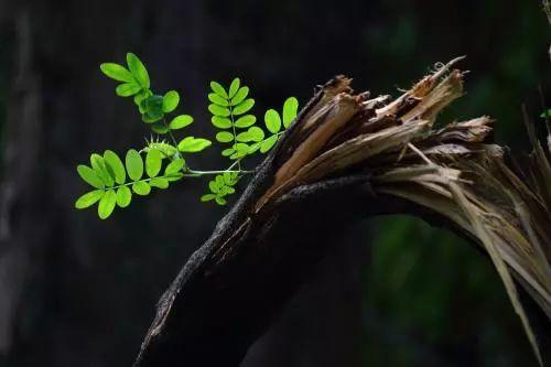 原来植物界还有这些趣事? 植物界的这些冷知识你都知道吗?