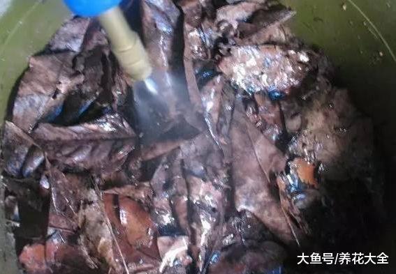 教你自制酸性土壤, 给栀子花用了, 花苞再也不掉了!