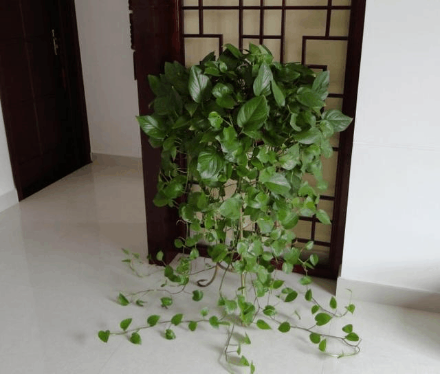 撒点“荞麦皮”在花盆, 小芽呼呼冒, 没几天就能长成“大花球”