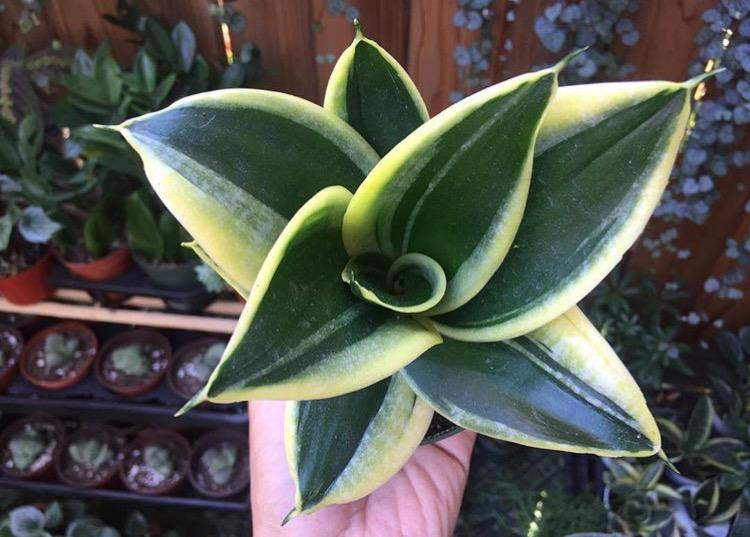 花匠说 | 从花卉市场买回的花养不活? 这样处理, 你看活不活!