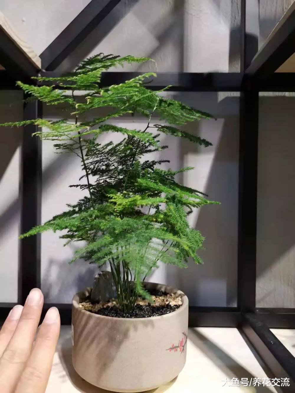 文竹出现黄叶黄茎的状况可以用这种方法处理