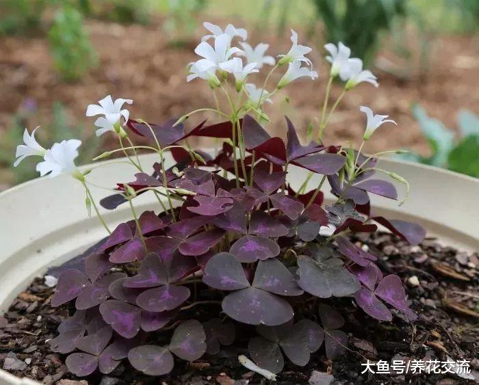 这些盆栽植物养在室内花朵也能保持盛放