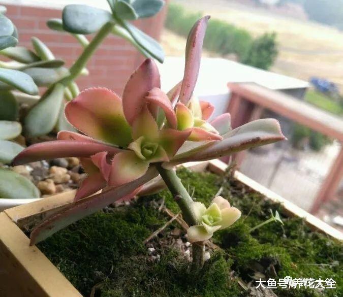 多肉长歪了? 给它转转花盆, 自己就能正回来!