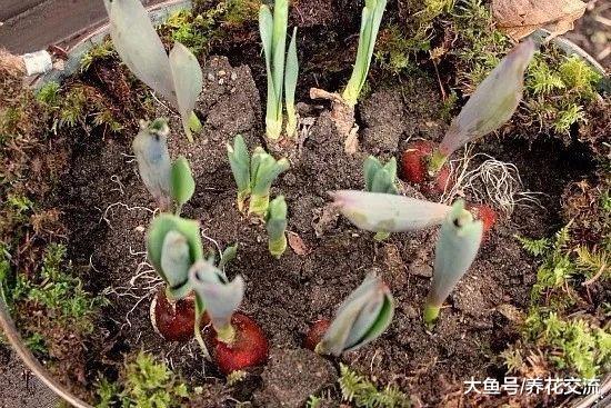 秋天在花盆里种郁金香种球, 轻松养开花