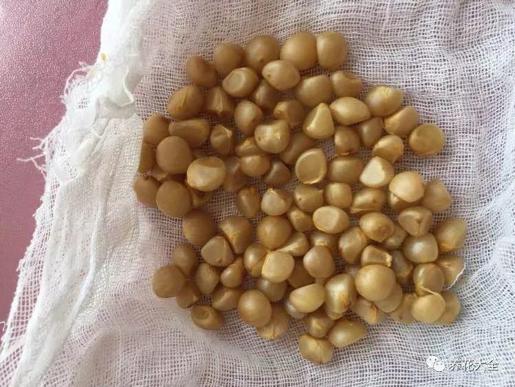 还在买君子兰? 随手掰一下, 1盆变多盆!