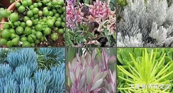 千里光属的多肉植物特别适合养成吊盆, 你喜欢哪个品种呢?