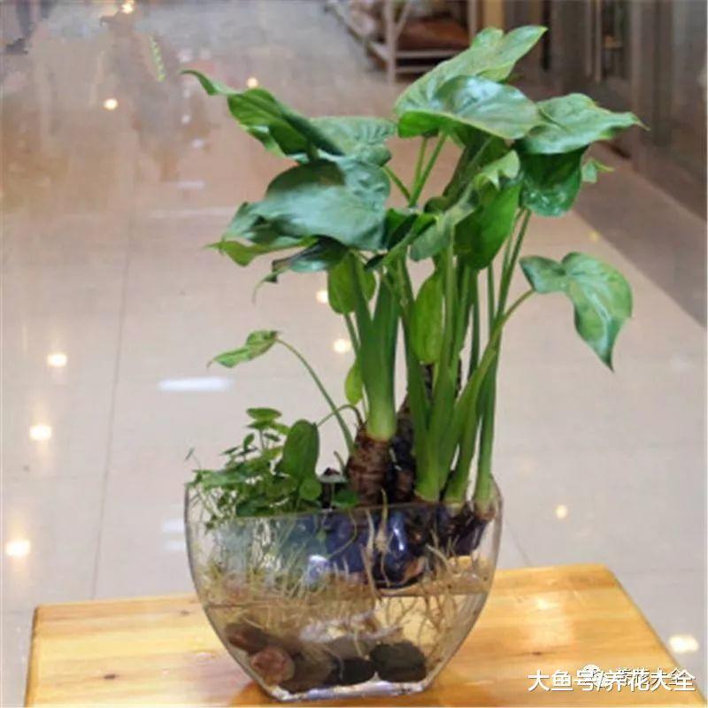 水培瓶里加点药片, 不但能消除臭味, 而且不招虫!