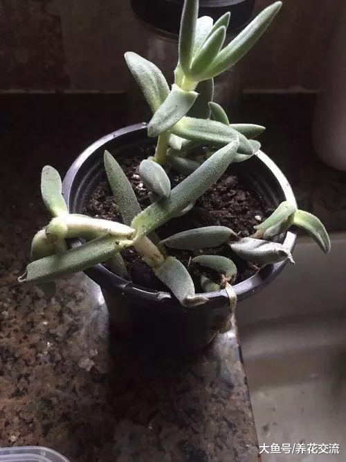将多肉植物养死的七大原因, 你做错了哪一点