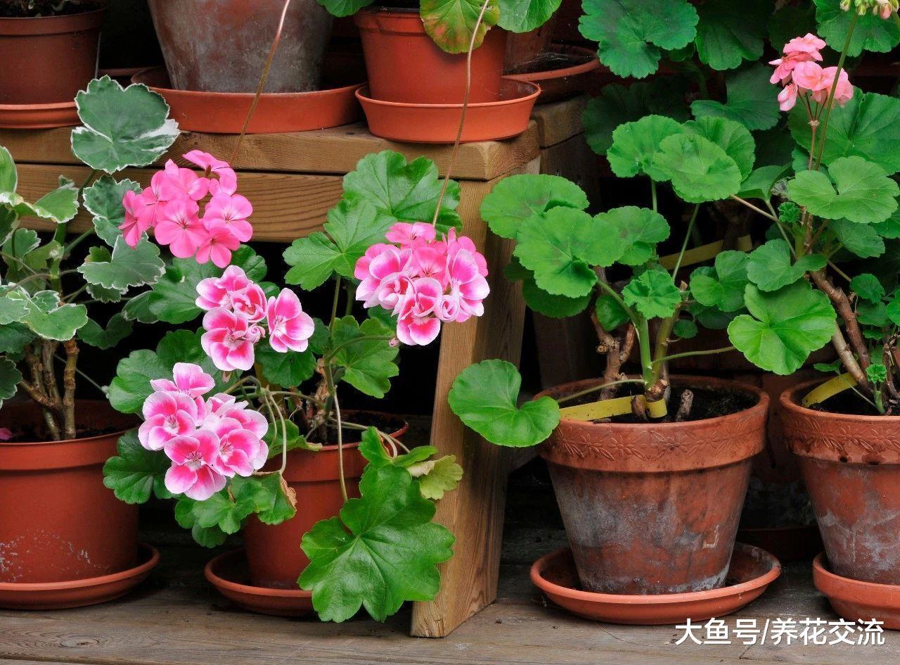 这些植物可以去除家里的臭味, 天然的空气清新剂