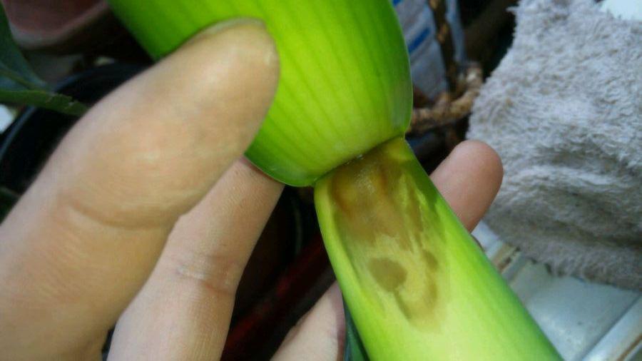 君子兰使劲虐一虐, 3个月憋出10个芽, 再也不烂心!