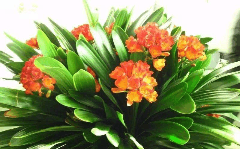 各种营养水都比不上这“油”, 花盆里掺一点, 枝条呼呼拦不住!