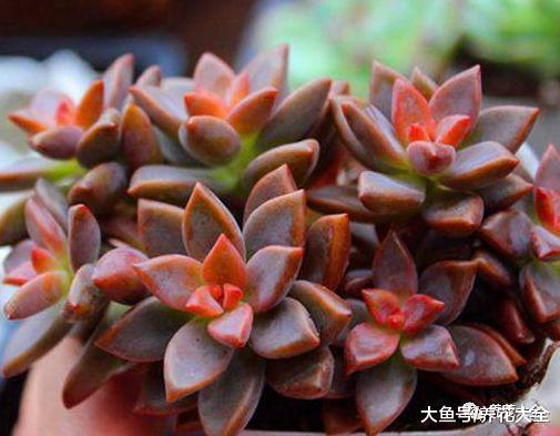 这12种花越不浇水长得越好, 特别适合养花新手们!