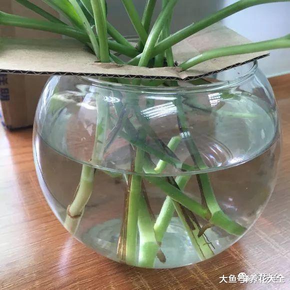 教你怎样水培吊兰, 不仅生根快, 叶子还能绿油油!