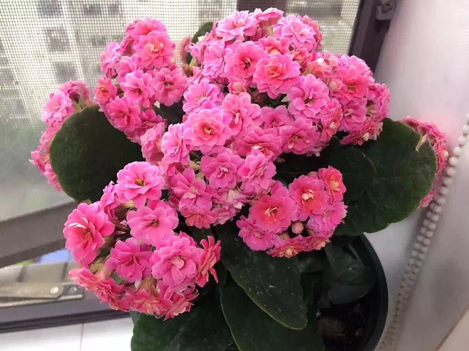 王大妈养花, 专用“虫子土”, 树下挖1点“养啥都旺”, 疏松透气