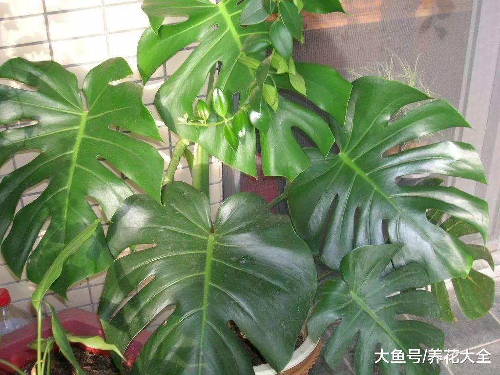 家里1盆花, 吸走致命毒, 再也不怕装修甲醛!