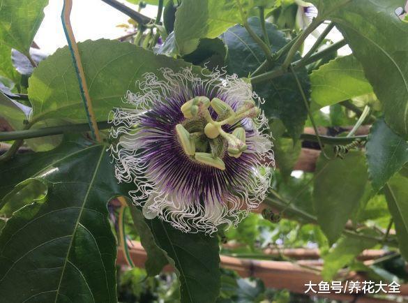 爬藤开花还结果, 夏天种1棵, 小阳台变百果园!