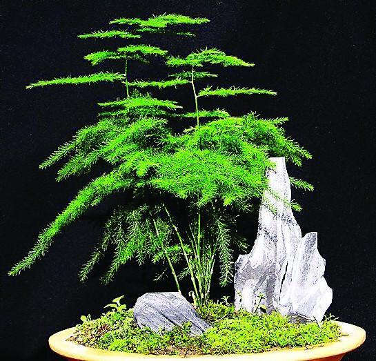 花店老板的养花“秘方”, 竟是“1片”药! 看了就会不看后悔