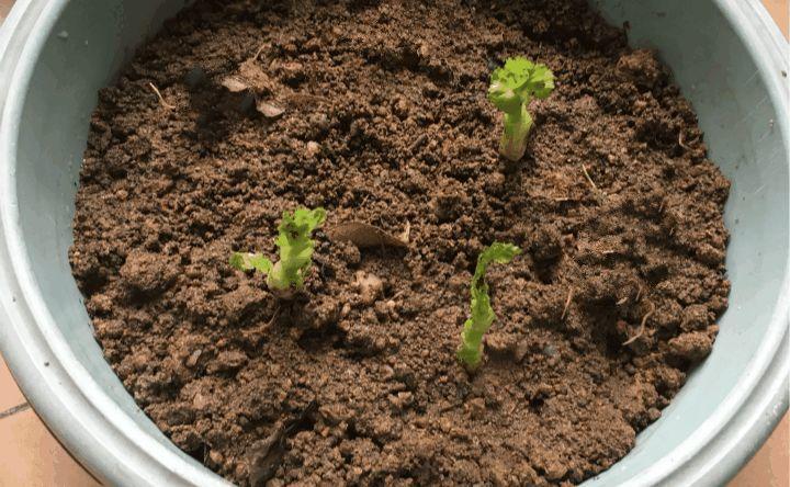 香菜40块1斤! 吃不起了, 赶紧自己在家种一盆!