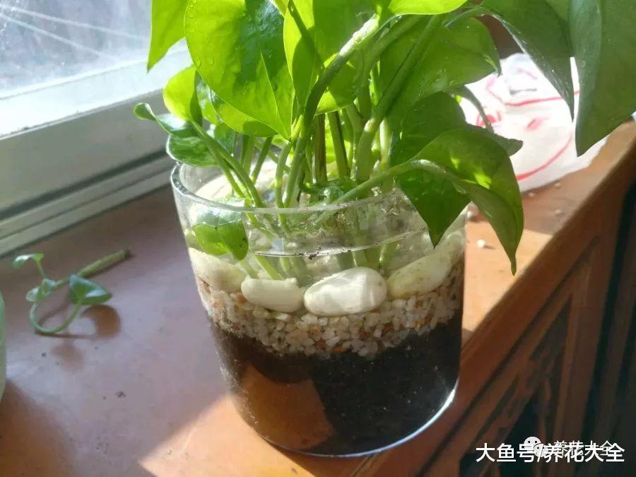 绿萝养不好? 那就换种方法, 长到花盆装不下!