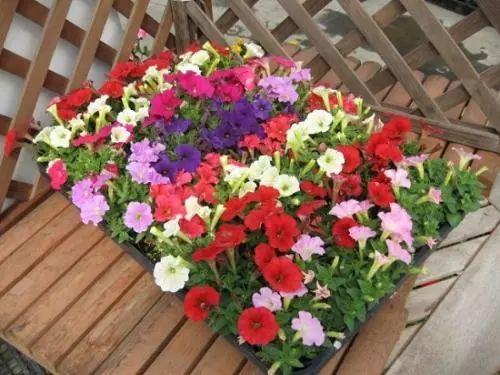 想要阳台变成花园? 这六种好养易活的花草绝对不能少呀!