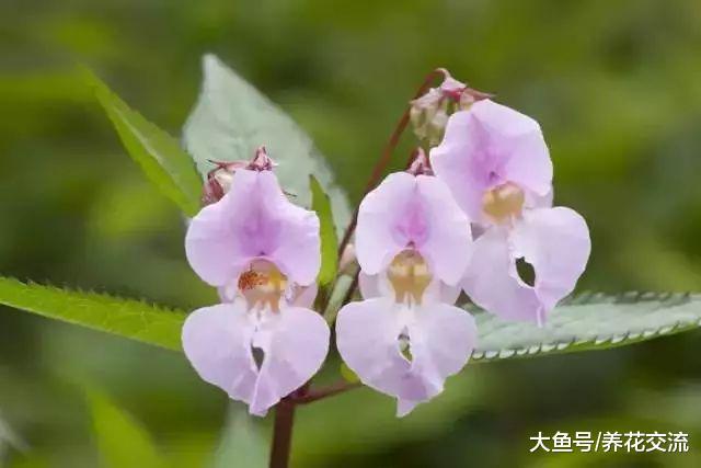 这些花在阴凉的环境下就能开花旺盛, 不用羡慕其他人