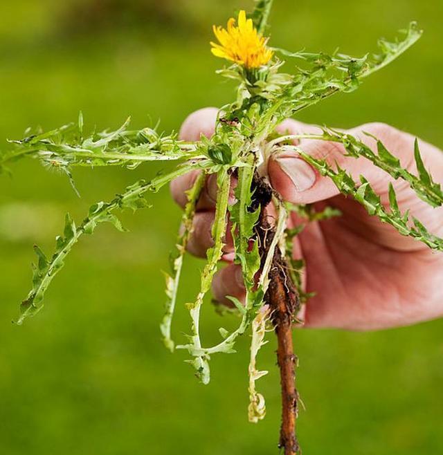 “药草皇后”蒲公英, 有哪些功效和作用、哪些人不能吃、该怎么吃