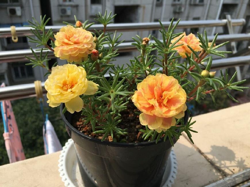 5种花超喜欢“废油”, 盆里倒几勺, 1年不施肥, 开成花海
