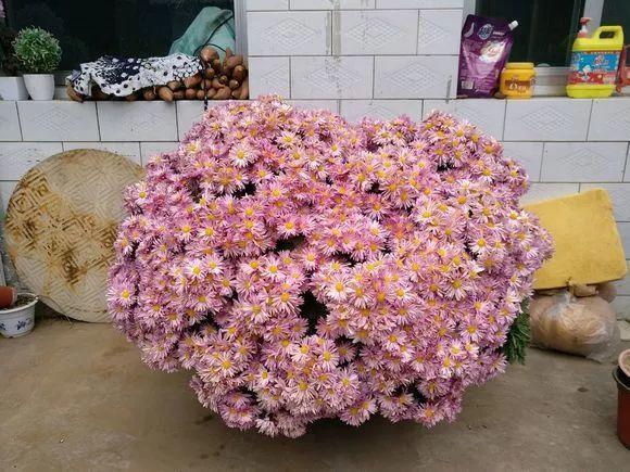 这3种花是“劳模”, 天越冷越爱开, 花多得让人嫌弃!