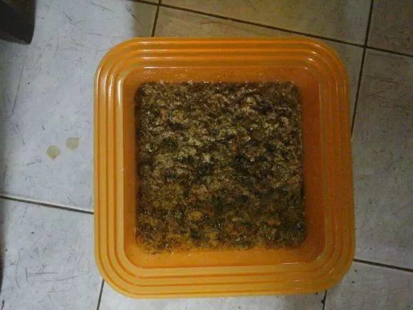 多肉盆里塞点它, 呼呼冒白根, 长得壮实不招虫!
