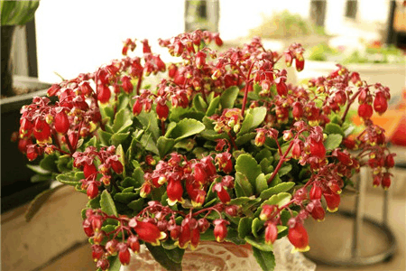 养花就养这些, 开花像“灯笼”, 打理起来更简单!